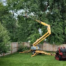 How Our Tree Care Process Works  in  Marfa, TX