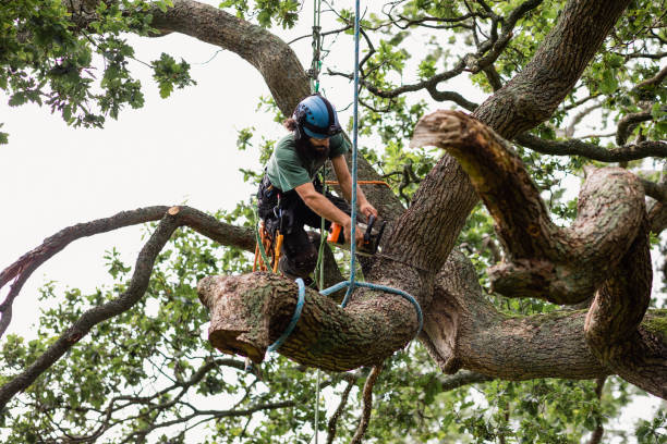 Professional Tree Care in Marfa, TX